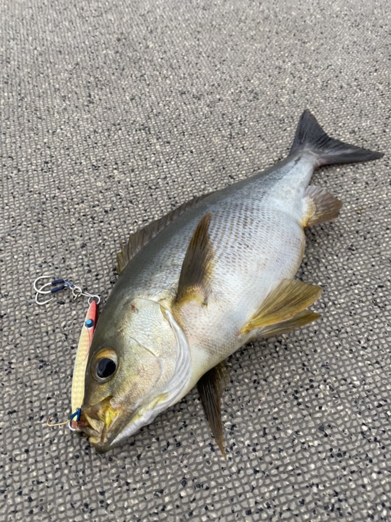 三重県ワンステップのSLJでイサキ・アカハタ釣果