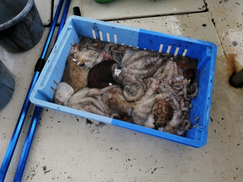 兵庫県垂水沖大ちゃん丸の船釣りでタコ釣果