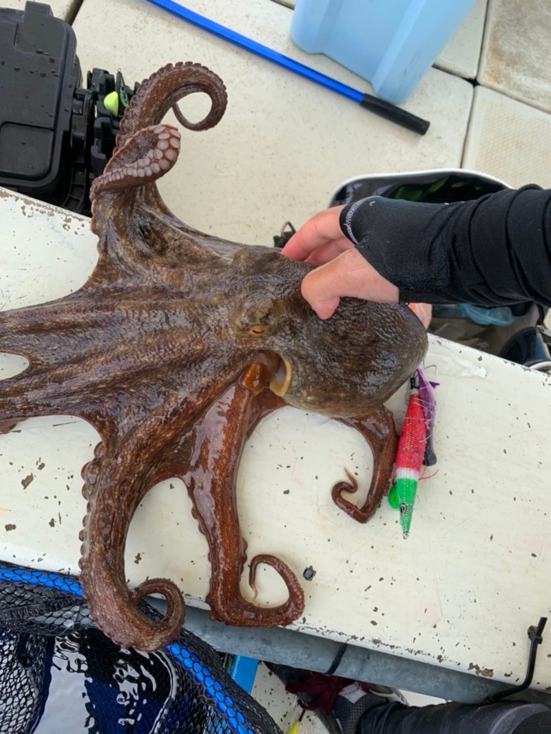 兵庫県垂水沖大ちゃん丸の船釣りでタコ釣果