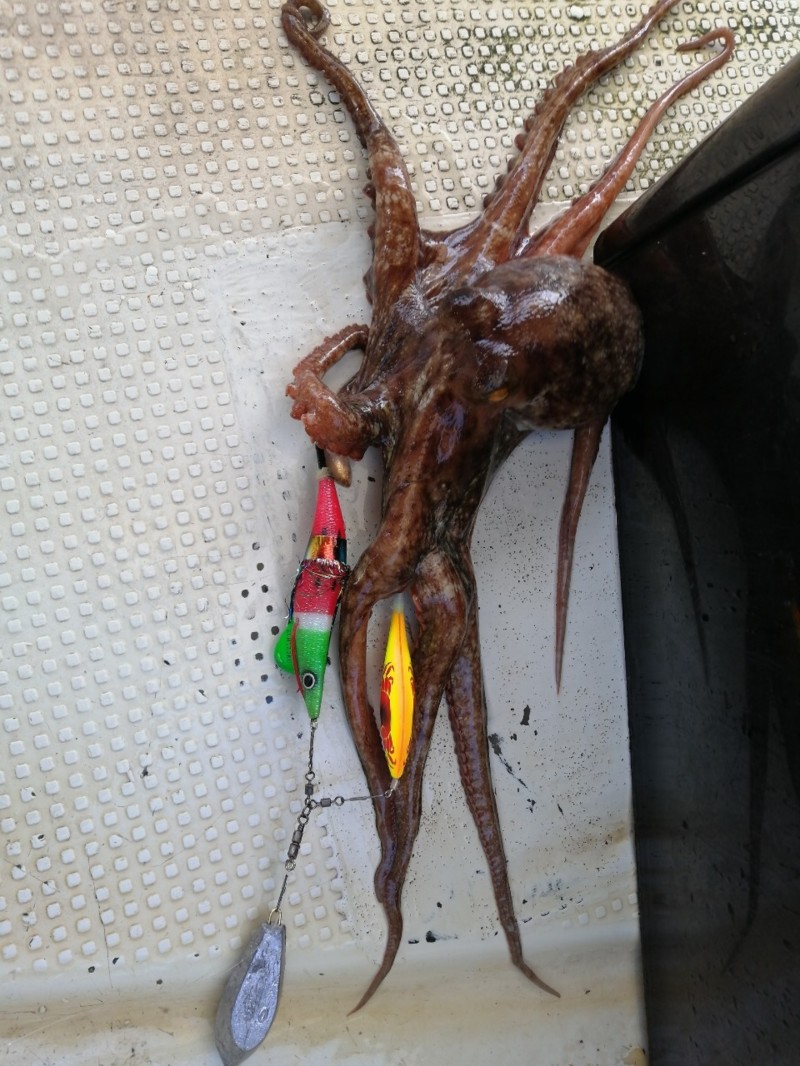 兵庫県垂水沖大ちゃん丸の船釣りでタコ釣果