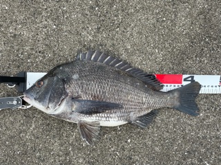 兵庫県久保渡船の波止釣りでチヌ釣果