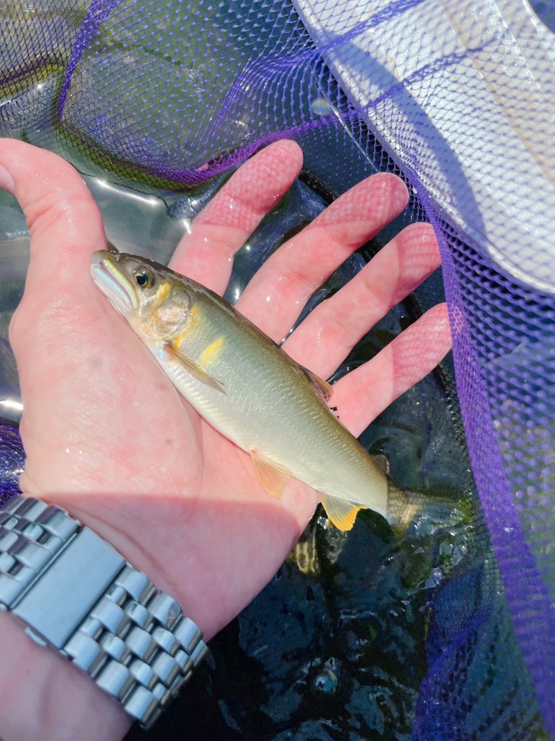 奈良県天川村の友釣りで鮎釣果