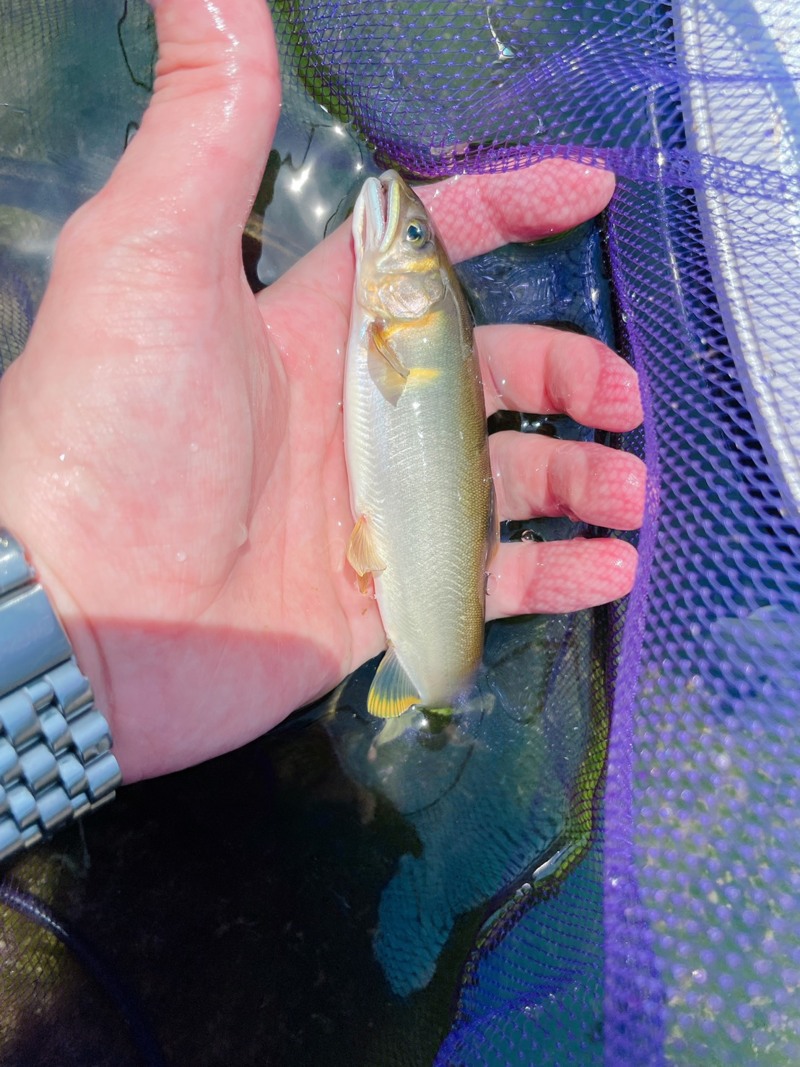 奈良県天川村の友釣りで鮎釣果