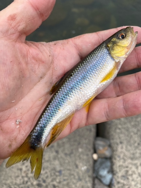 滋賀県愛知川の淡水ウキ釣りで鮎釣果