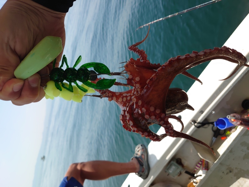 兵庫県東二見近藤丸の船釣りでタコ釣果