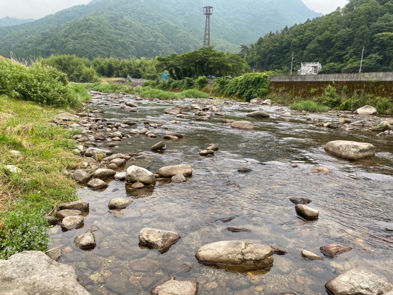 兵庫県越知川の友釣りで鮎釣果