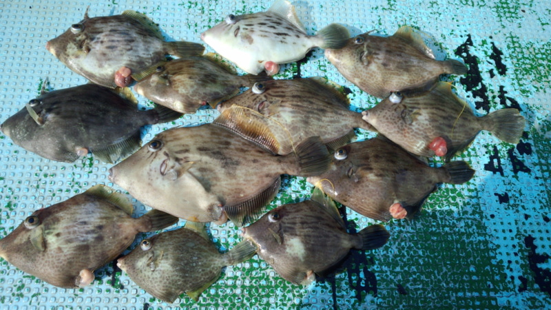 「徳島県鳴門沖」船釣りでカワハギ14匹釣果