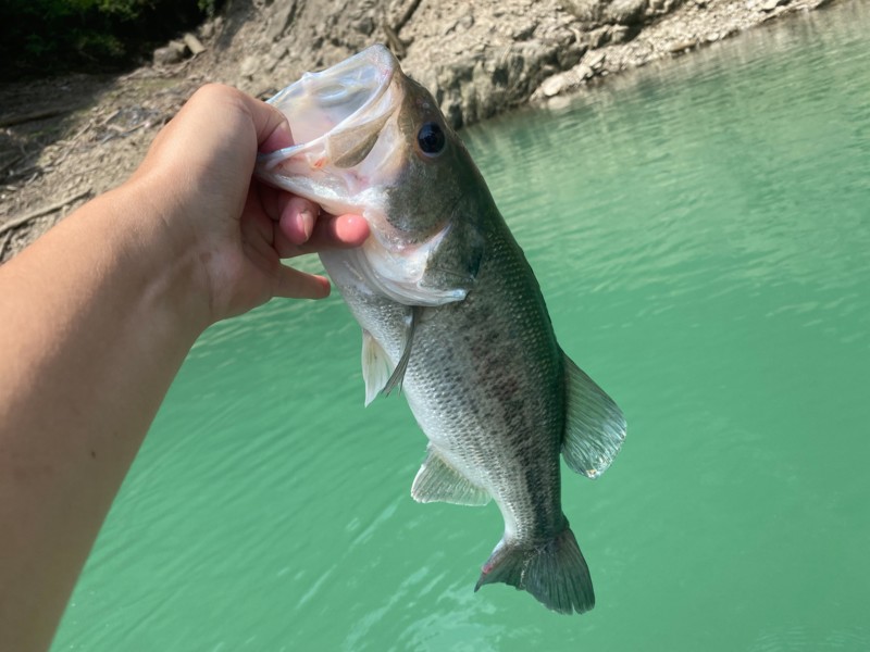 奈良県の風屋ダムでブラックバス釣果