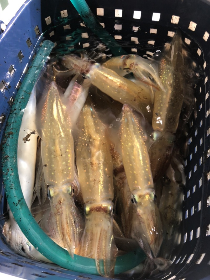 京都府丹後和丸の船釣りでイカ釣果