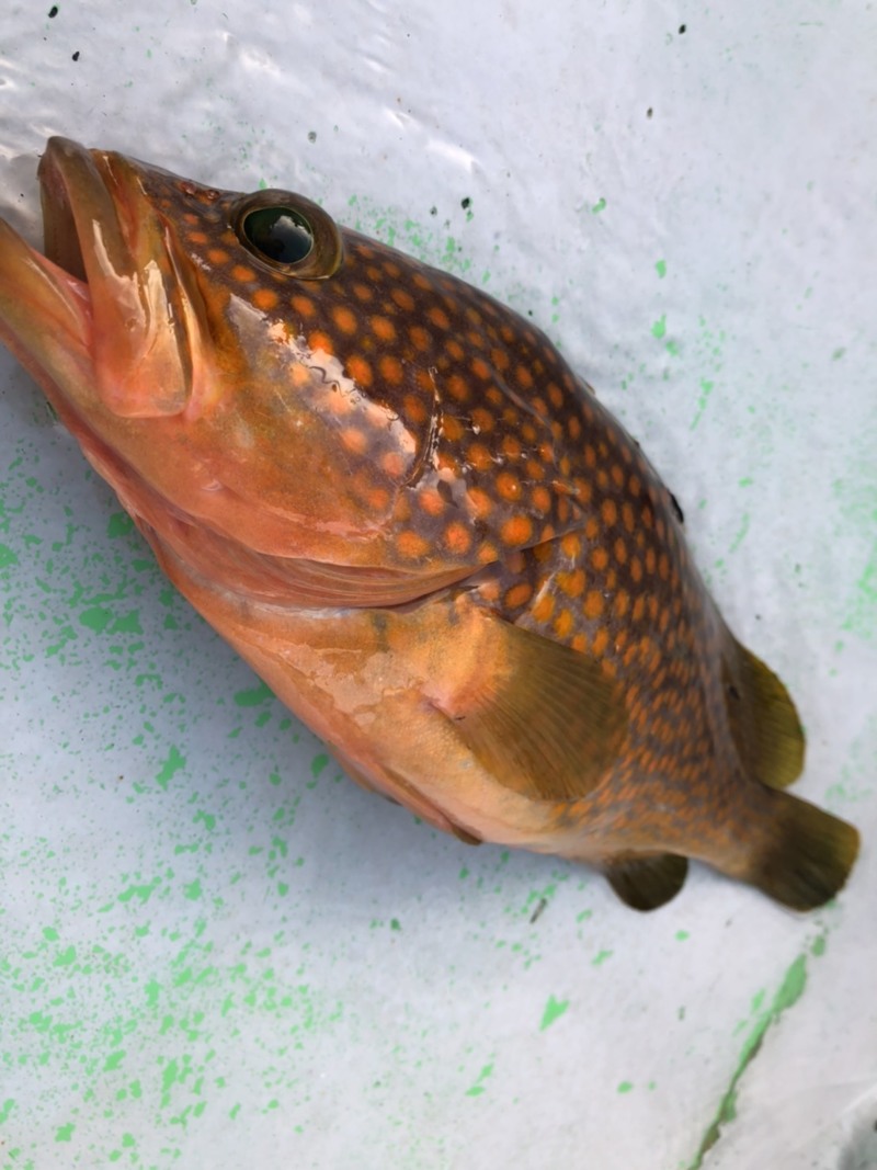 京都府丹後和丸の船釣りでイカ釣果