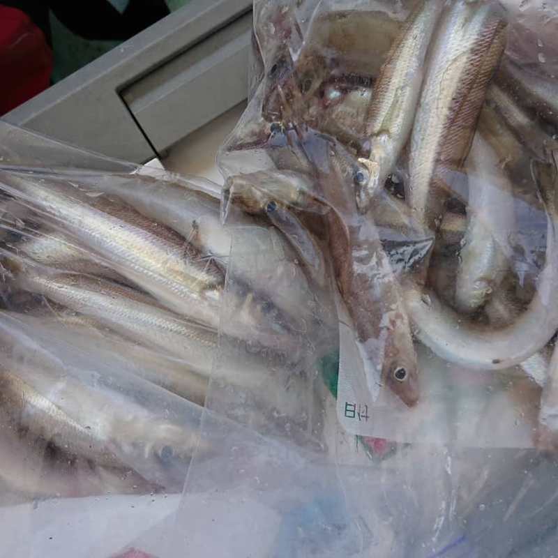 兵庫県姫路家島知々丸の船釣りでキス釣果