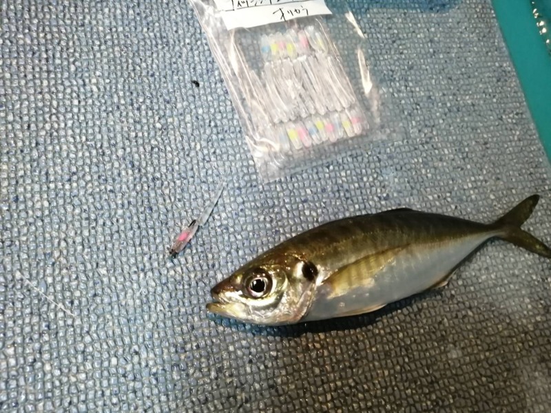 和歌山県白浜町代々丸の船釣りでイカ釣果