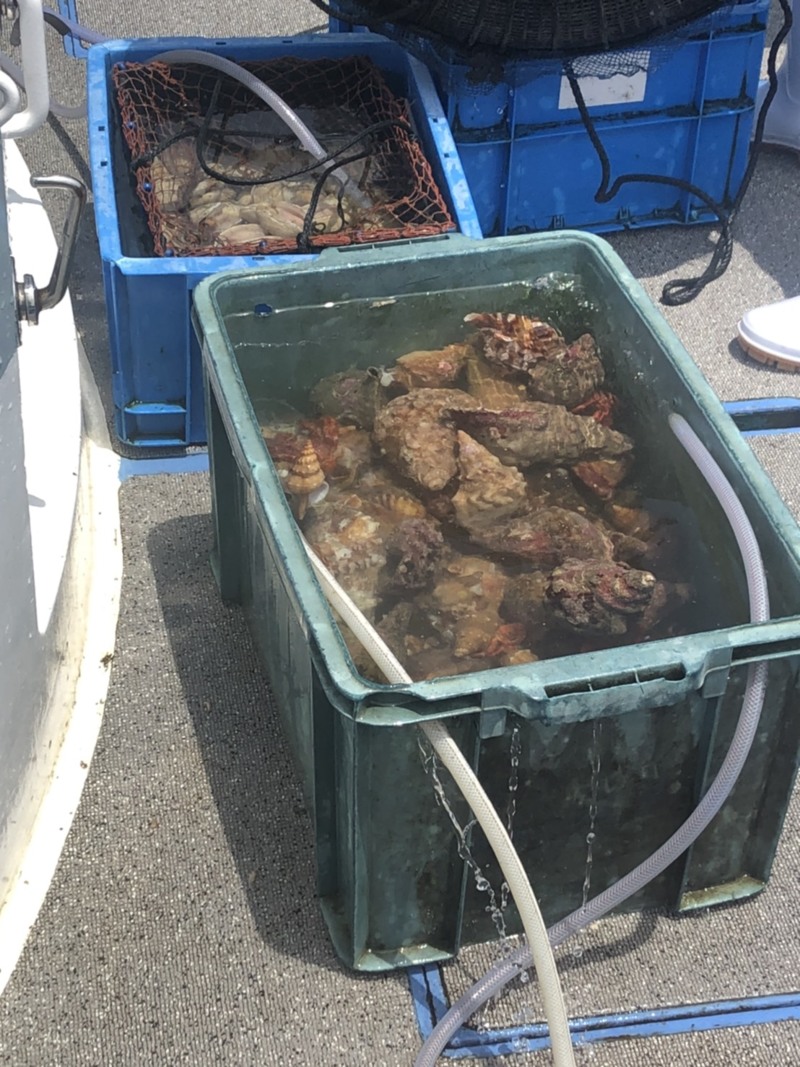 三重県鳥羽市国崎町功成丸の船釣りで石鯛釣果