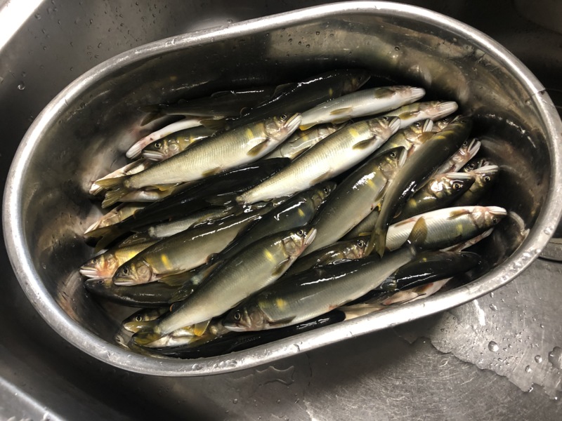 滋賀県安曇川朽木村の鮎友釣りで鮎釣果