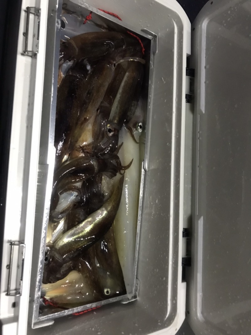 福井県小浜市丸吉丸の船釣りでケンサキイカ・スルメイカ釣果