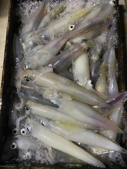 島根県磯辺丸の船釣りでケンサキイカ釣果