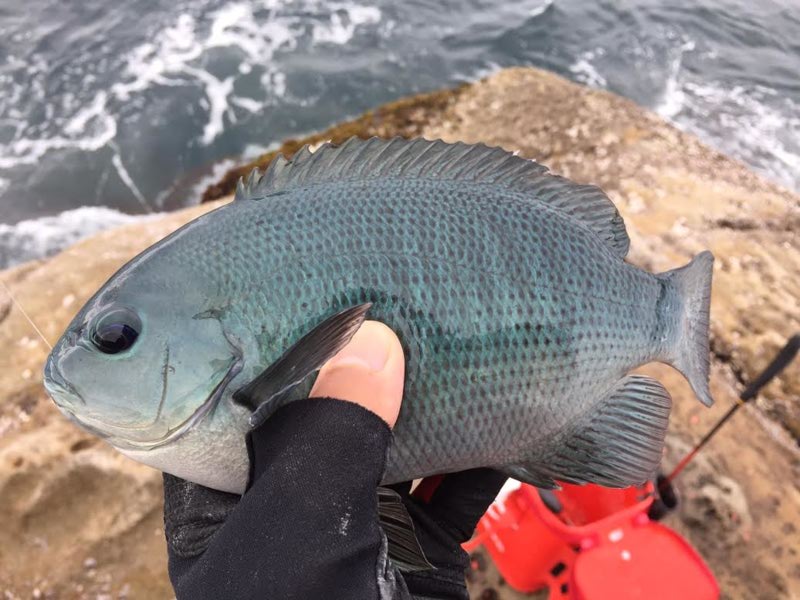 「高知県・甲浦」フカセ|グレ多数釣果