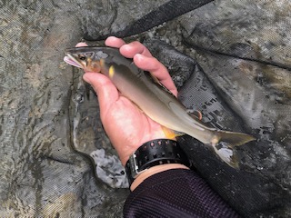 和歌山県日高川ダムの鮎友釣りで鮎釣果