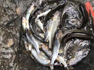 和歌山県日高川ダムの鮎友釣りで鮎釣果