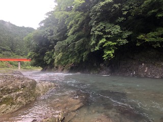 和歌山県日高川ダムの鮎友釣りで鮎釣果