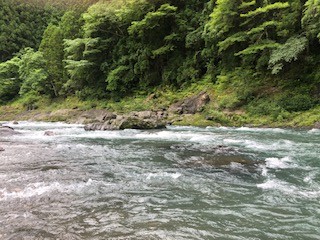 和歌山県日高川ダムの鮎友釣りで鮎釣果