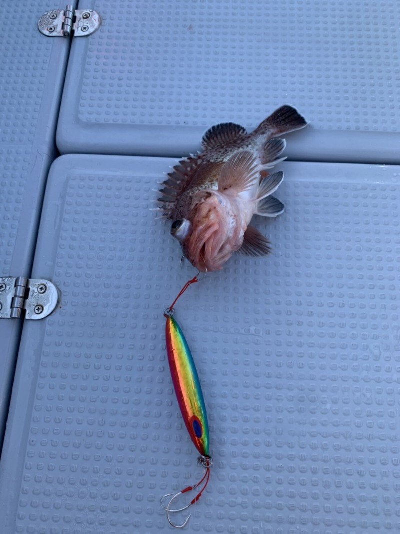 石川県輪島市のスロージギングでアラ釣果