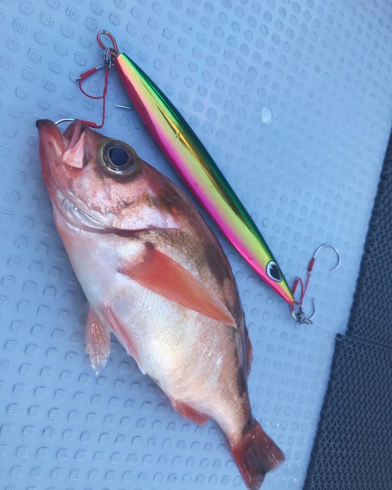 石川県輪島市のスロージギングでアラ釣果