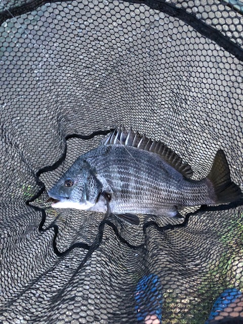 和歌山県紀ノ川のチニングでチヌ・キビレ釣果