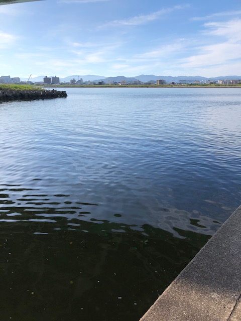 和歌山県紀ノ川のチニングでチヌ・キビレ釣果