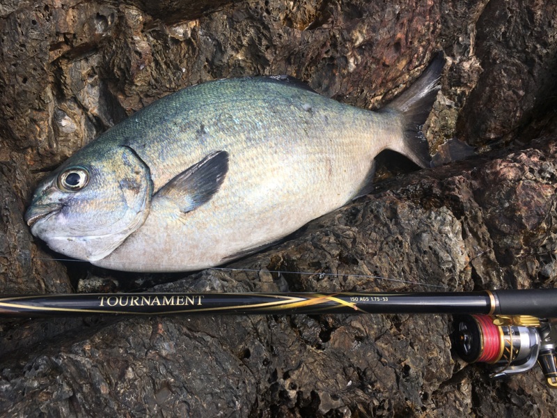 高知県沖ノ島のフカセ釣りでグレ・イサキ・クロホシフエダイ釣果