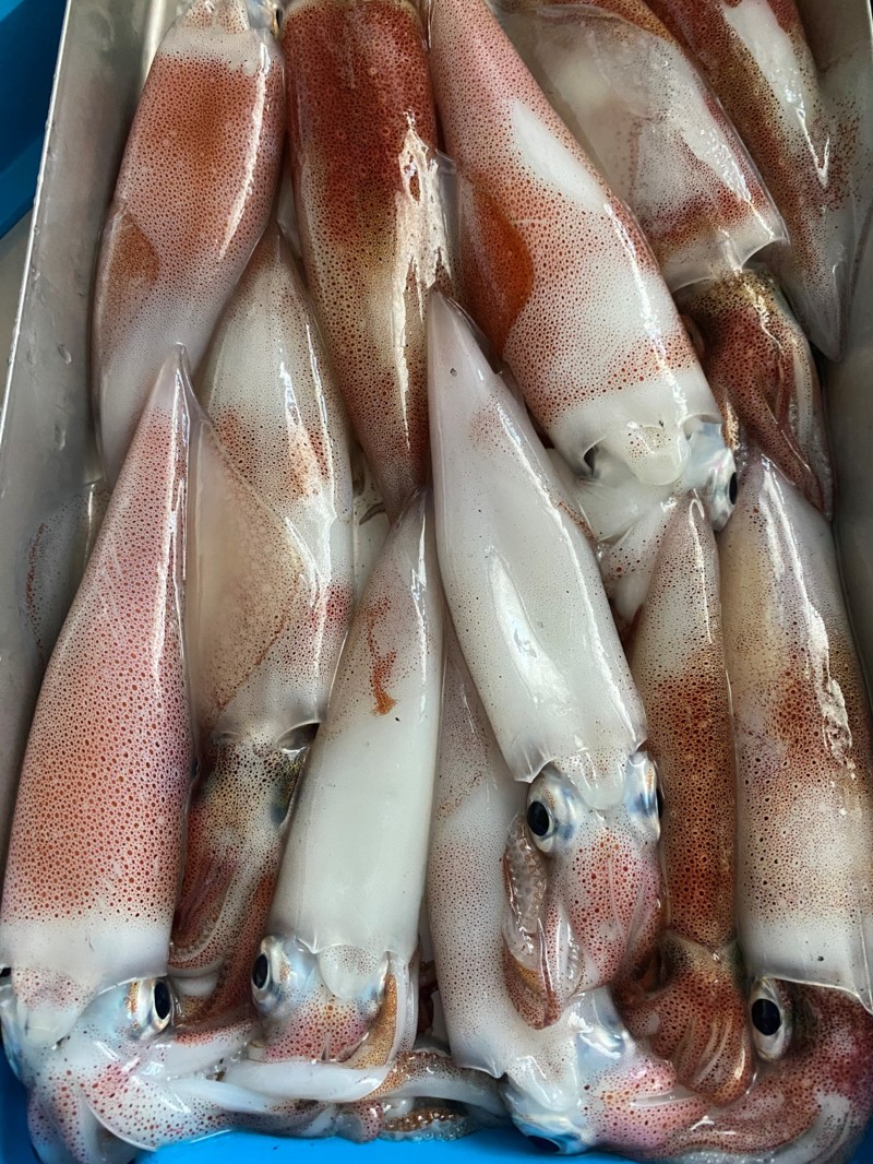 京都府京丹後SUGURUMARUの船釣りでマイカ釣果