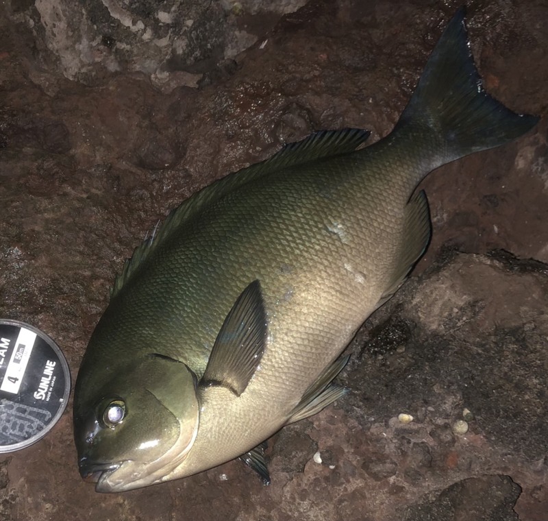 島根県隠岐諸島福友渡船の磯フカセで尾長グレ釣果