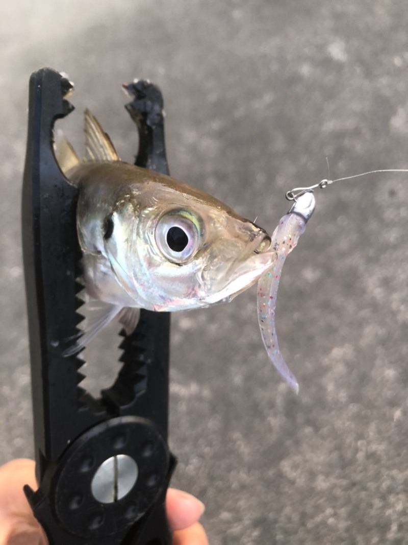 アジ釣果
