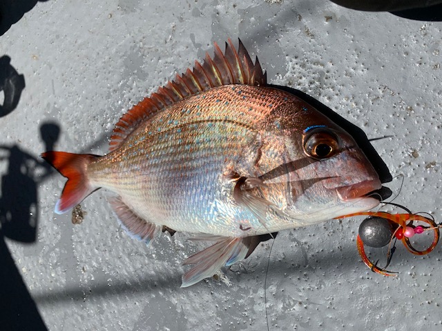 兵庫県明石村由丸の船釣りでタイ釣果