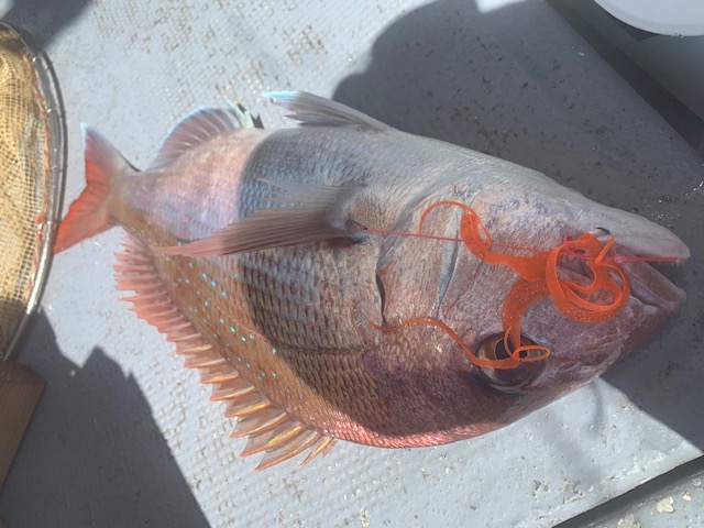 兵庫県明石村由丸の船釣りでタイ釣果