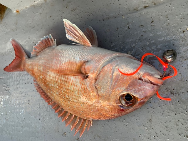 兵庫県明石村由丸の船釣りでタイ釣果