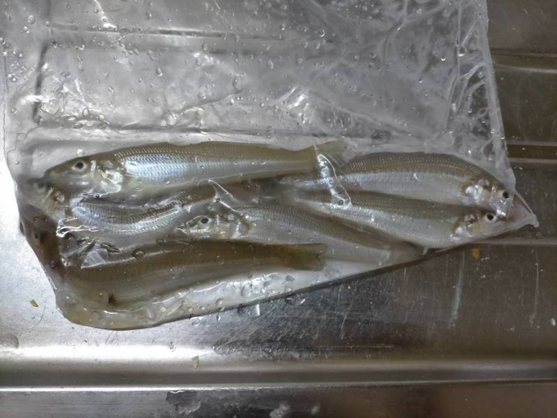 和歌山県紀伊由良のちょい投げでキス・ガシラ釣果