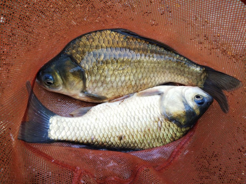 兵庫県丹波市大杉ダムの野釣りでヘラブナ釣果
