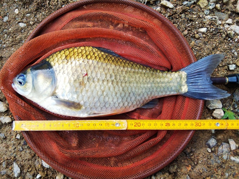 兵庫県丹波市大杉ダムの野釣りでヘラブナ釣果