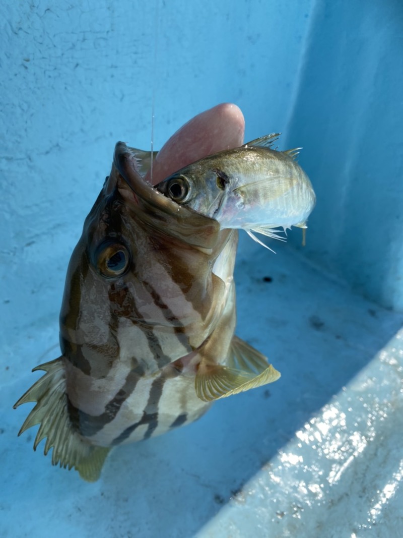 和歌山県御坊みなと丸の船釣りでオオモンハタ・ハマチ釣果