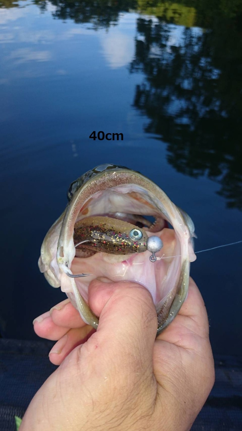 兵庫県淡路島のルアーでブラックバス釣果