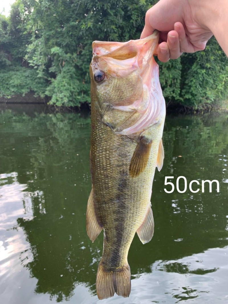 兵庫県淡路島のルアーでブラックバス釣果