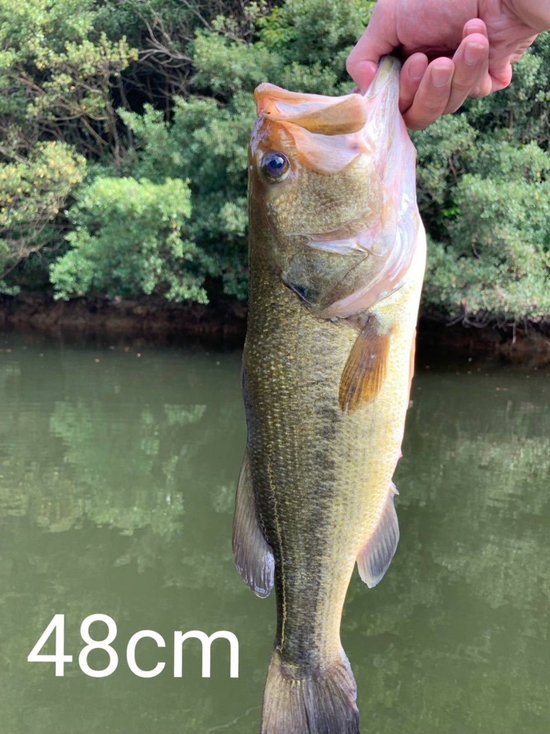 兵庫県淡路島のルアーでブラックバス釣果