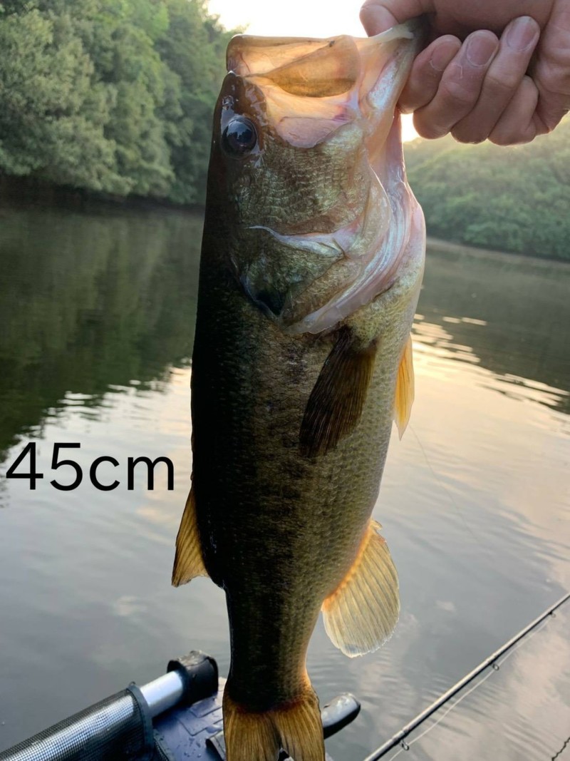 兵庫県淡路島のルアーでブラックバス釣果