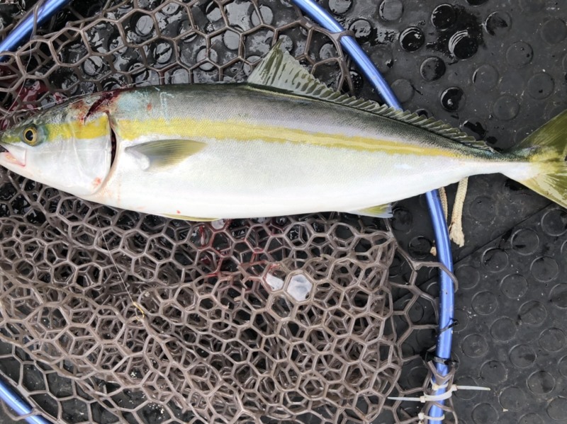 兵庫県沼島盛漁丸の船釣りでハマチ釣果