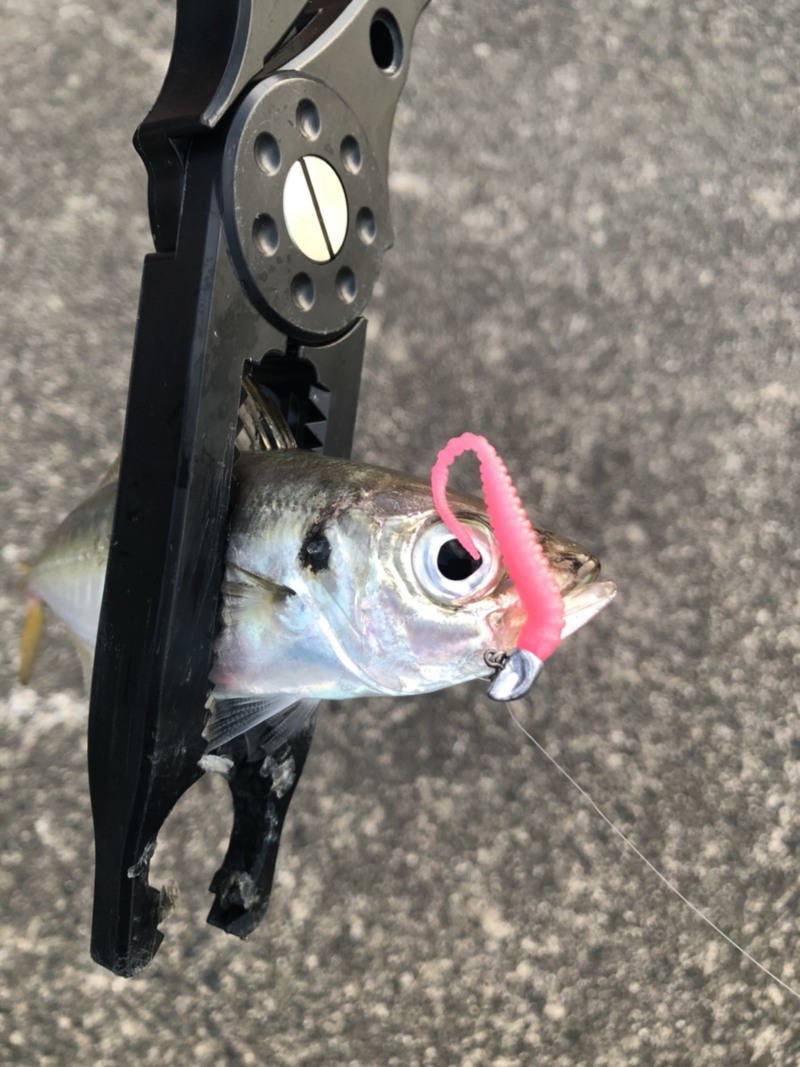 京都府宮津日本海のSWライトゲームでアジ・サバ釣果