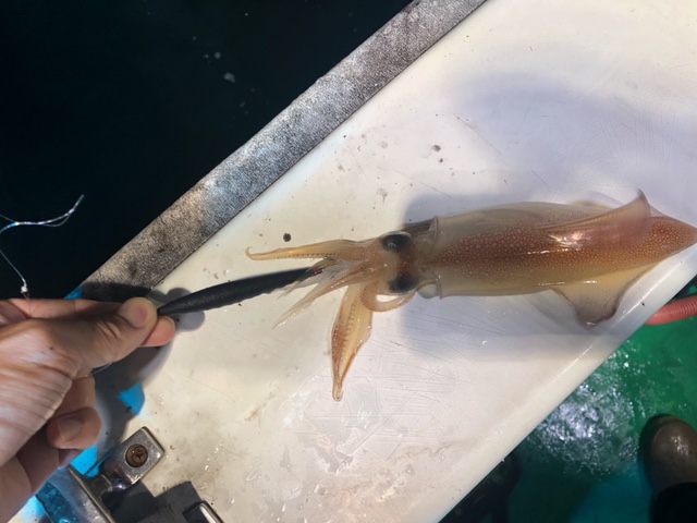 福井県福丸F-クラウドの船釣りでイカ釣果