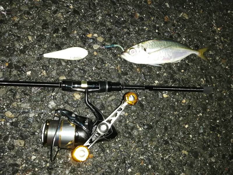 大阪府のフロートアジングでアジ釣果