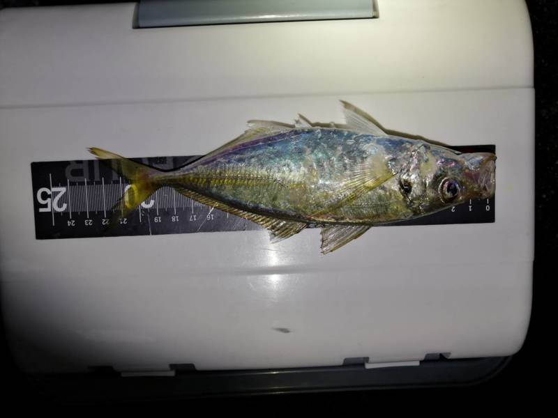 大阪府のフロートアジングでアジ釣果