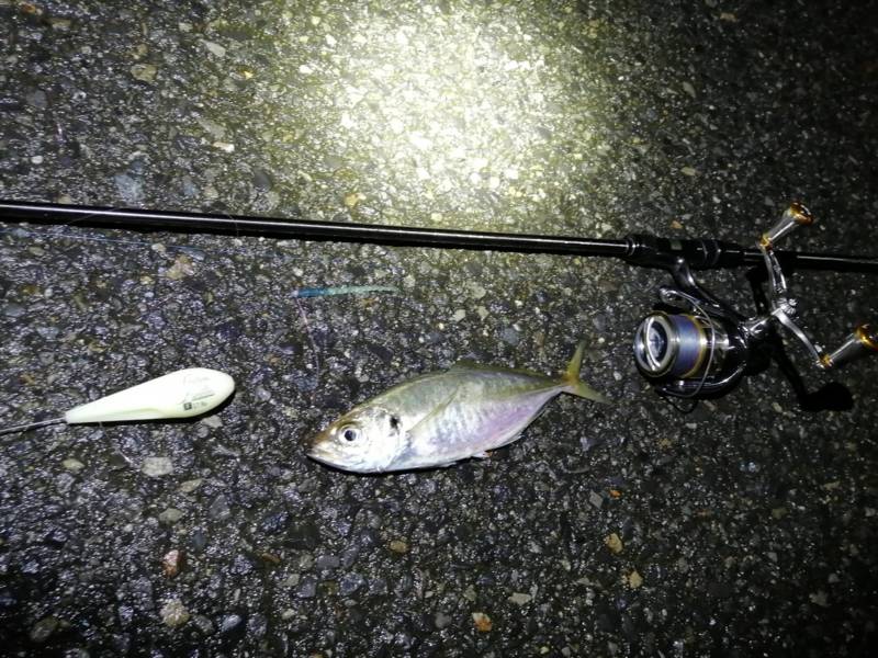 大阪府のフロートアジングでアジ釣果